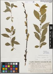 Foto von Salix myrsinifolia Salisb.